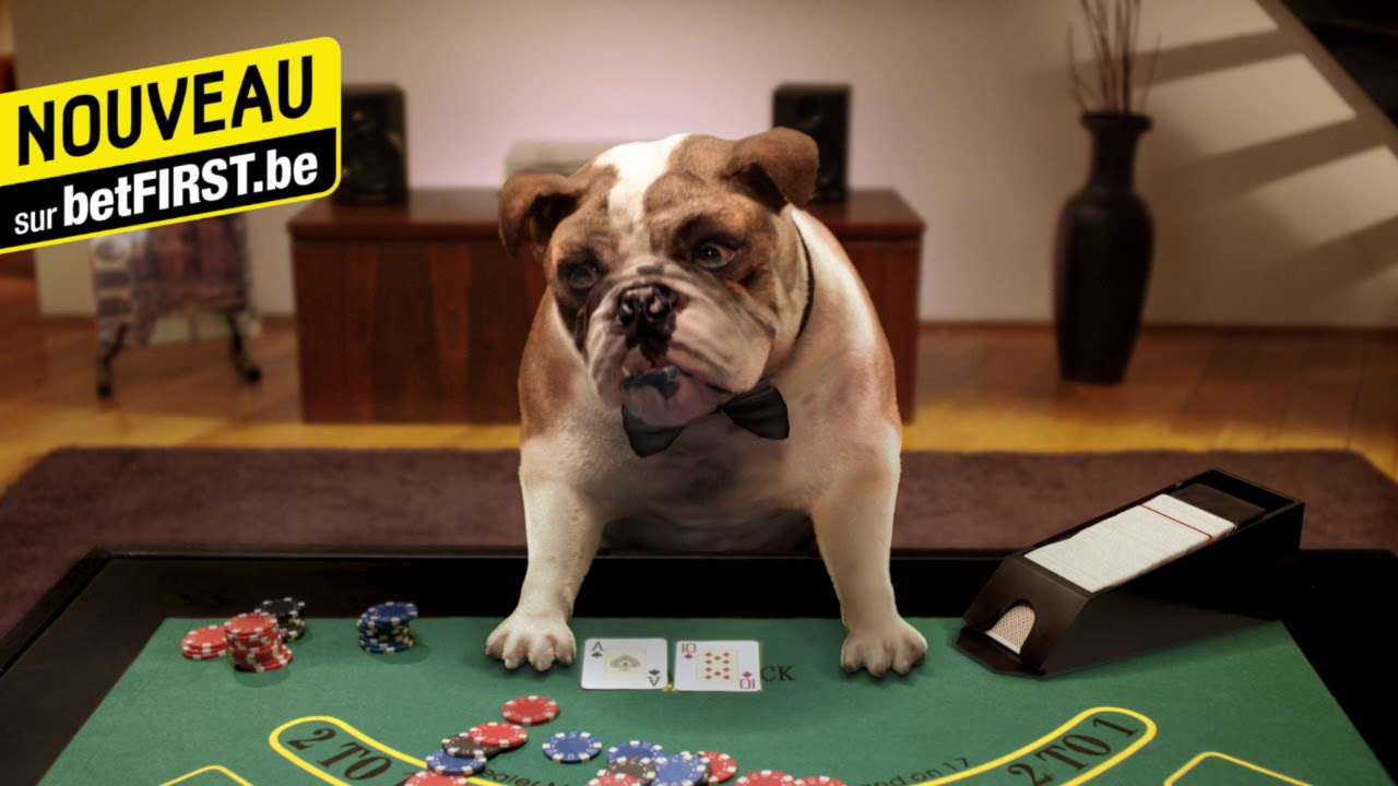 Lucky mascotte chien betFIRST Casino